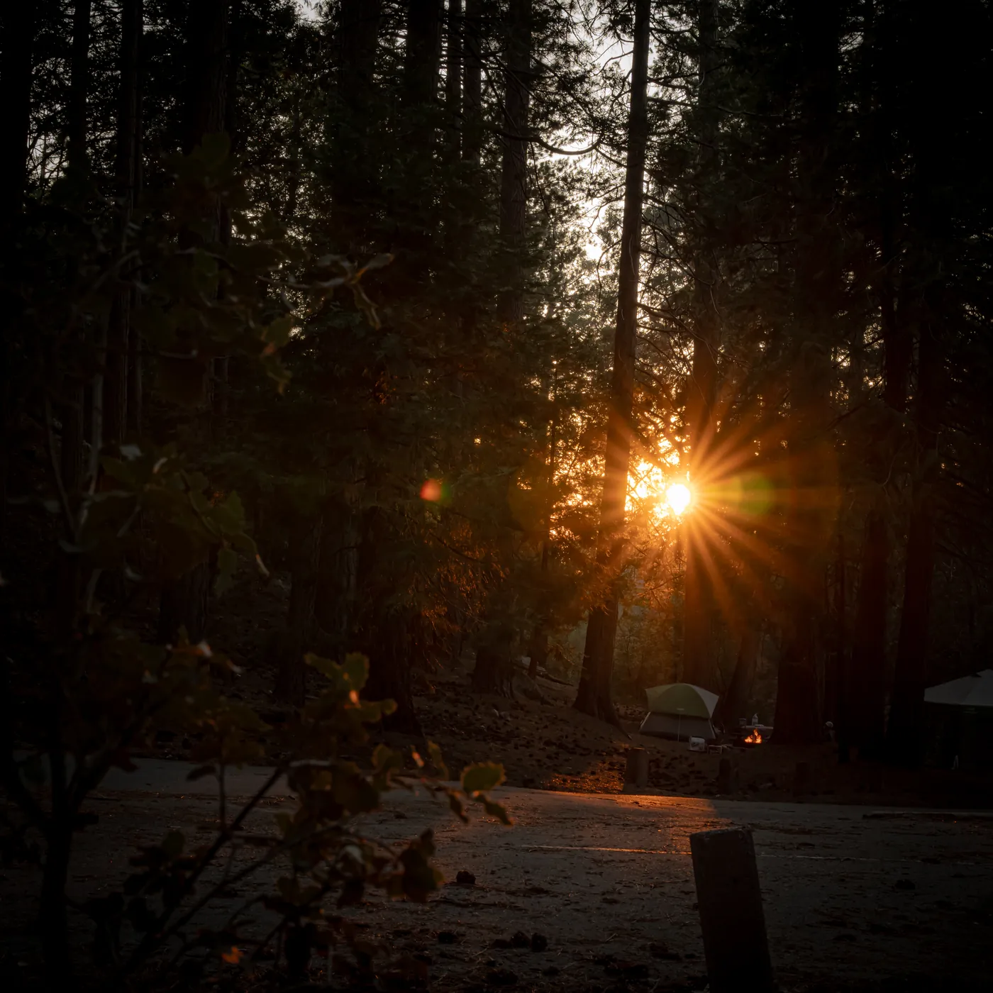 Sunburst through tall pine trees at golden hour in Fern Basin, California